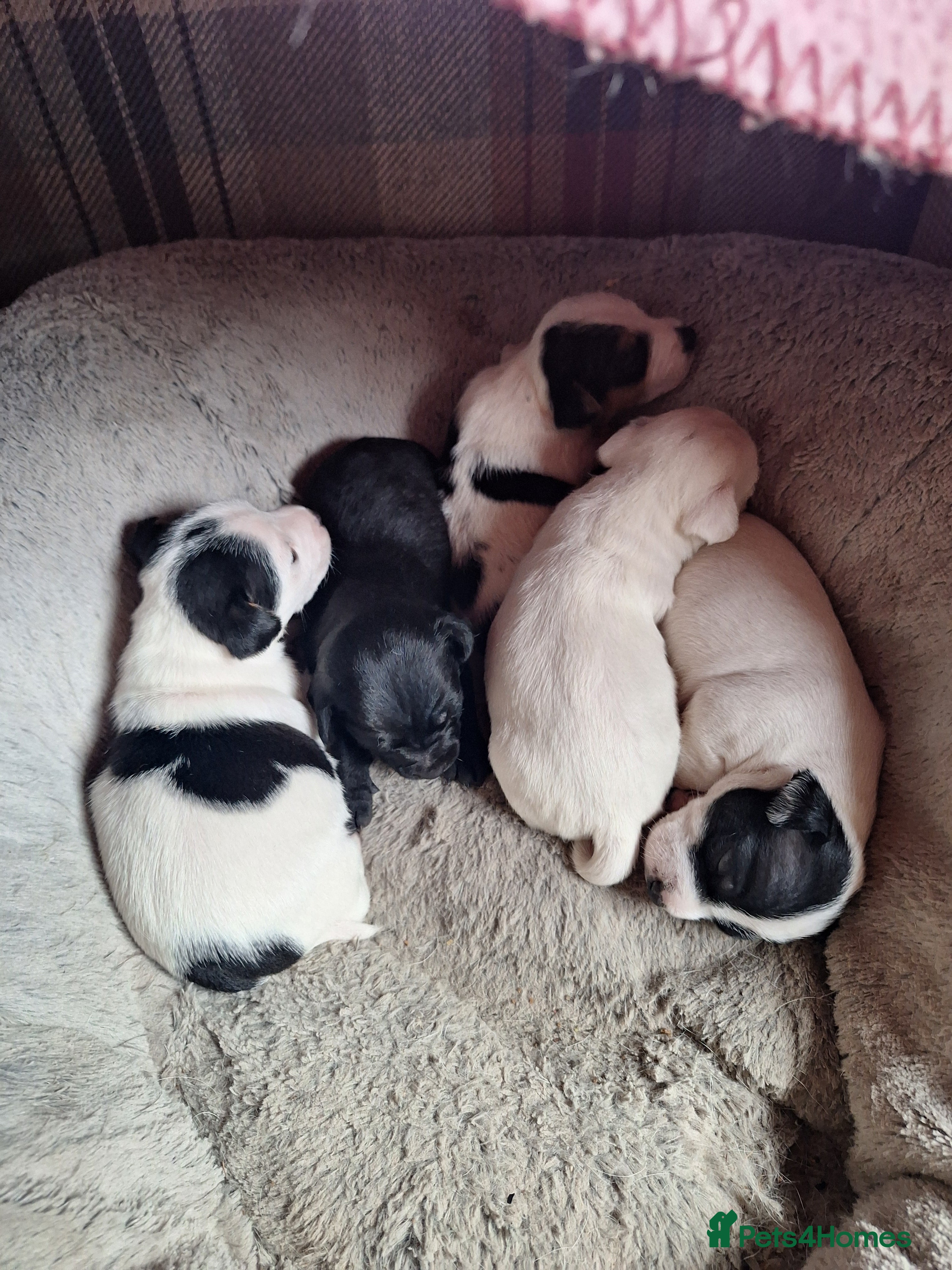 Jack Russell dogs Lovely Jack Russell puppies for sale  - Advert 2