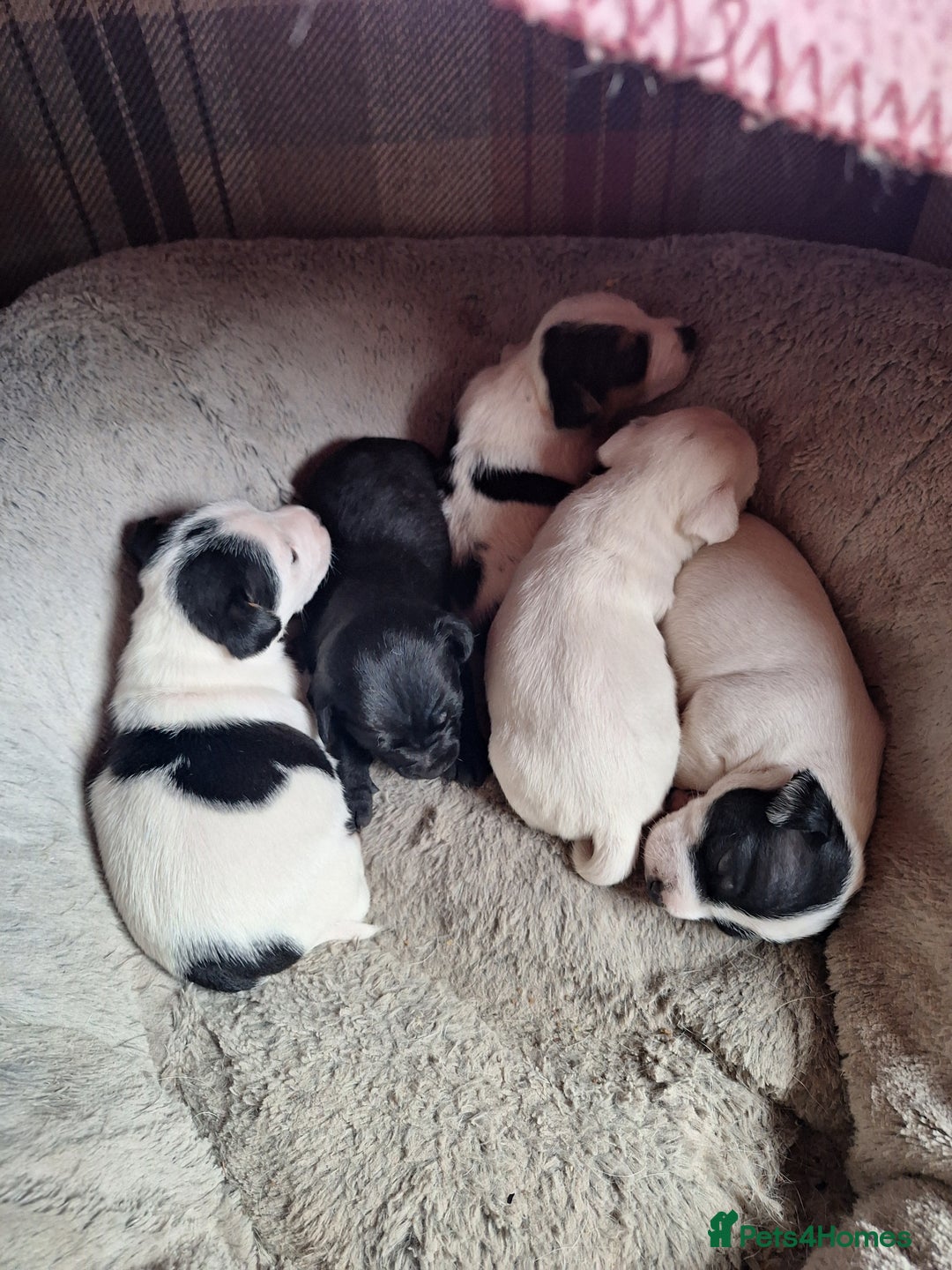 Jack Russell dogs for sale: Lovely Jack Russell puppies for sale  - Advert 1