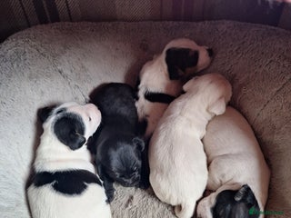 Jack Russell dogs Lovely Jack Russell puppies for sale - Advert 2