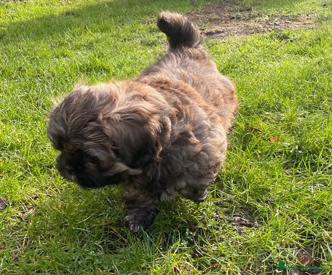 Shih Tzu dogs for sale: pure breed shih tzu puppy , only 1 left - Advert 8