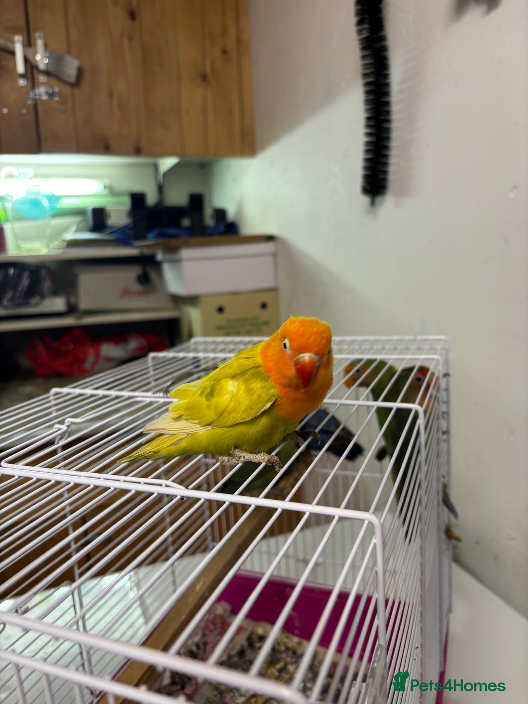 Lovebirds birds for sale: Young livebirds - Advert 3