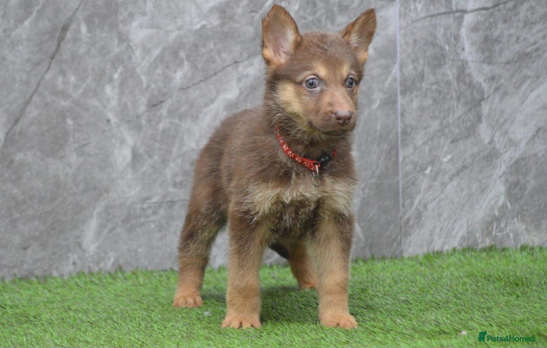 German Shepherd dogs for sale: KC Registered Working Line German Shepherd Puppies - Advert 22