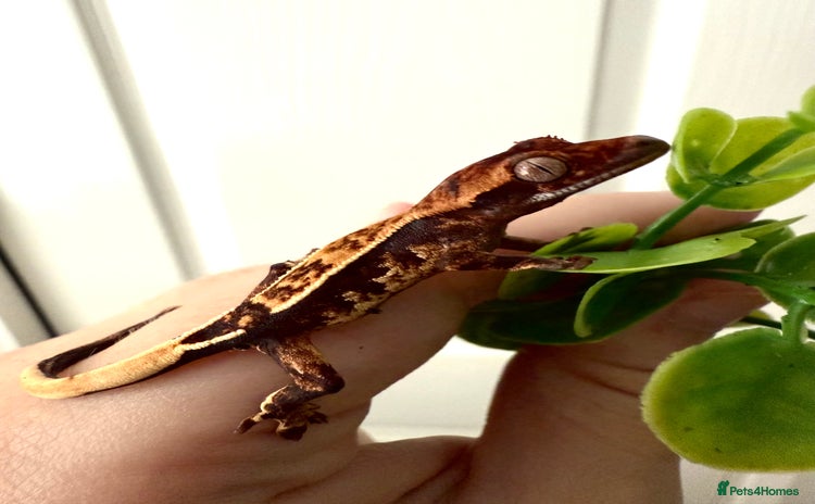Gecko reptiles - Advert 6