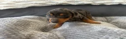 Miniature Dachshund dogs for sale: Miniature Daschund Pups for loving homes - Advert 13