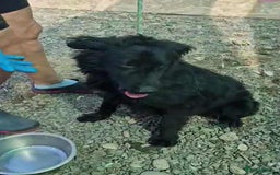 Mixed Breed dogs for adoption: 🐾Nora - a cheerful little star in a compact frame - Image 1