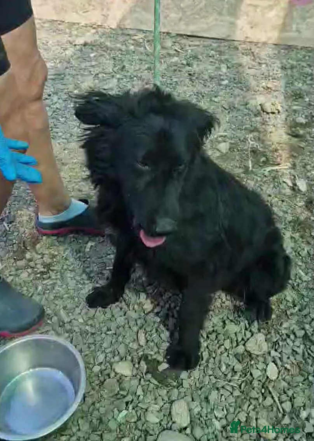 Mixed Breed dogs for adoption: 🐾Nora - a cheerful little star in a compact frame - Image 1