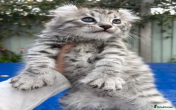 Keetso cats for sale: Superb rare polydactyl curled eared Keetso boy.  - Image 2