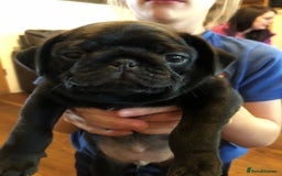 Pug dogs for stud: KC reg silver pug for stud  in Wolverhampton - Image 6