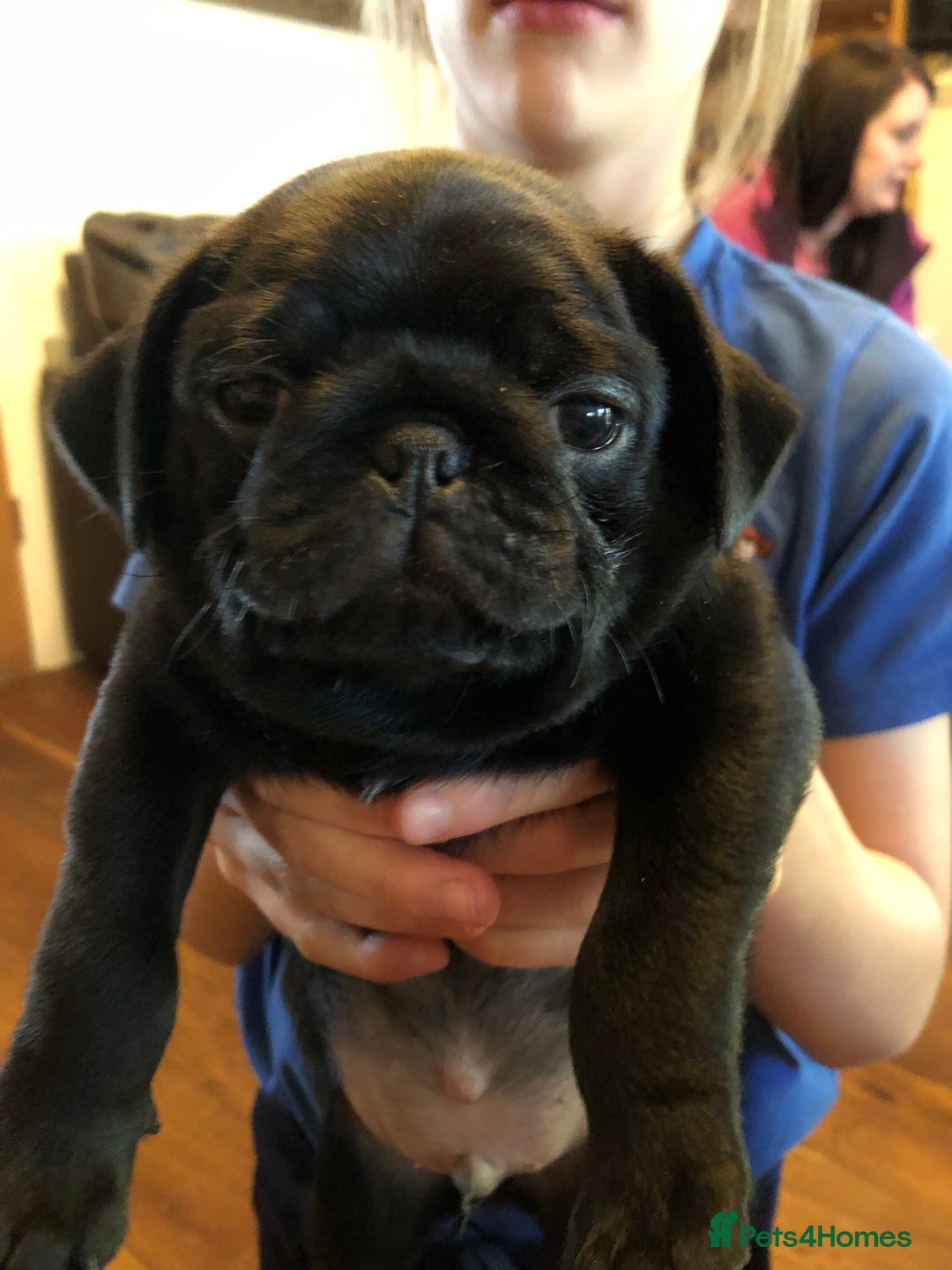 Pug dogs for stud: KC reg silver pug for stud  in Wolverhampton - Image 6