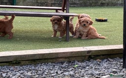 Poochon dogs for sale: ✨ Gorgeous Red & Apricot Poochon Puppies ✨ - Image 2