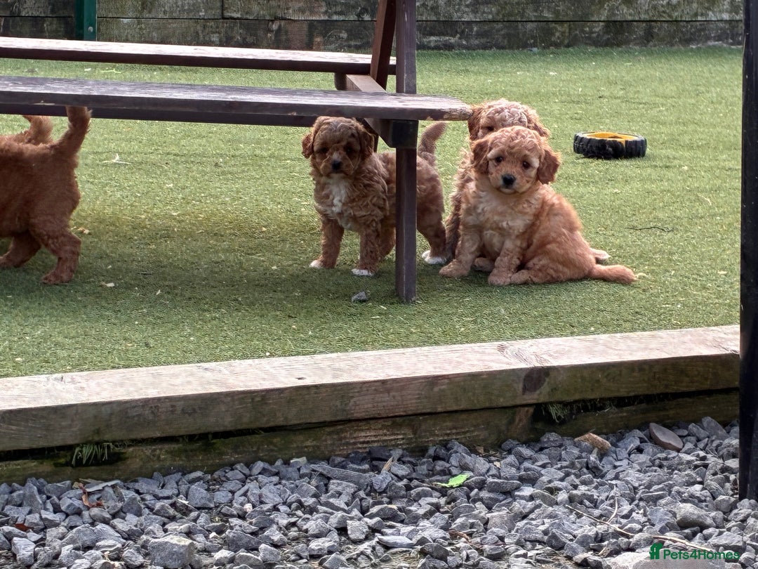 Poochon dogs for sale: ✨ Gorgeous Red & Apricot Poochon Puppies ✨ - Image 2