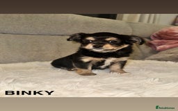 Mixed Breed dogs for sale: Yorkie chihuahua pups for sale  - Image 4