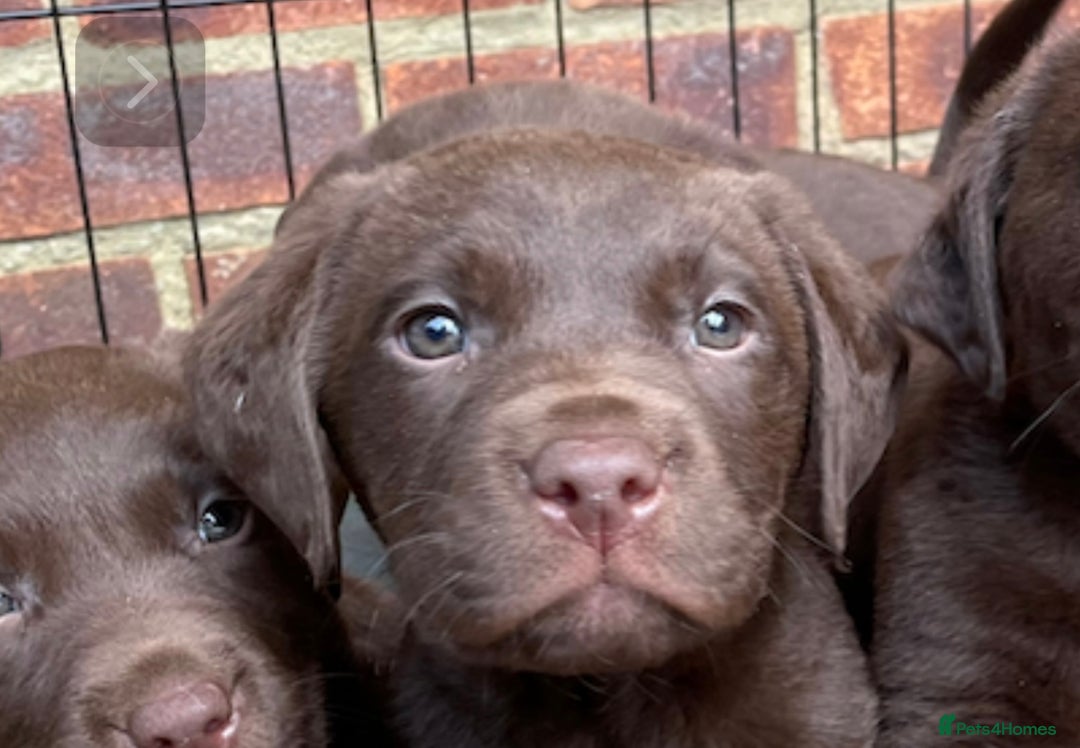 Labrador Retriever dogs for sale: Chunky Chocolate Labrador Puppies - Advert 3