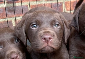 Labrador Retriever dogs Chunky Chocolate Labrador Puppies - Advert 5