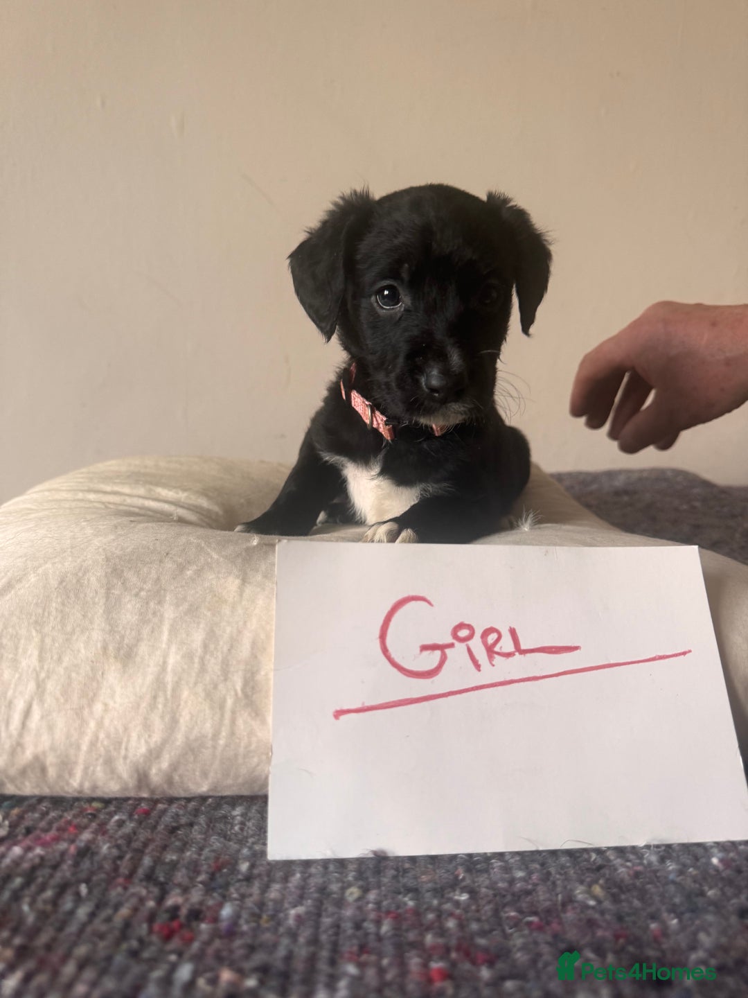 Bordoodle dogs for sale: Borderpoo - Image 11