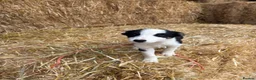 Border Collie dogs for sale: 3 Border Collie Puppies  - Advert 9