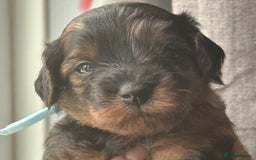Mixed Breed dogs for sale: Tibetan x Toy Poodle - Image 19