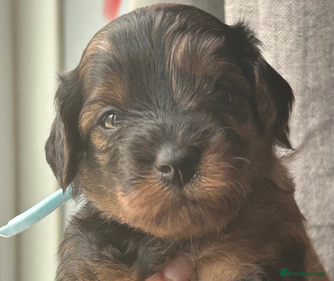 Mixed Breed dogs for sale: Tibetan x Toy Poodle - Image 19