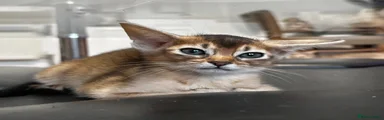 Abyssinian Kitten 2