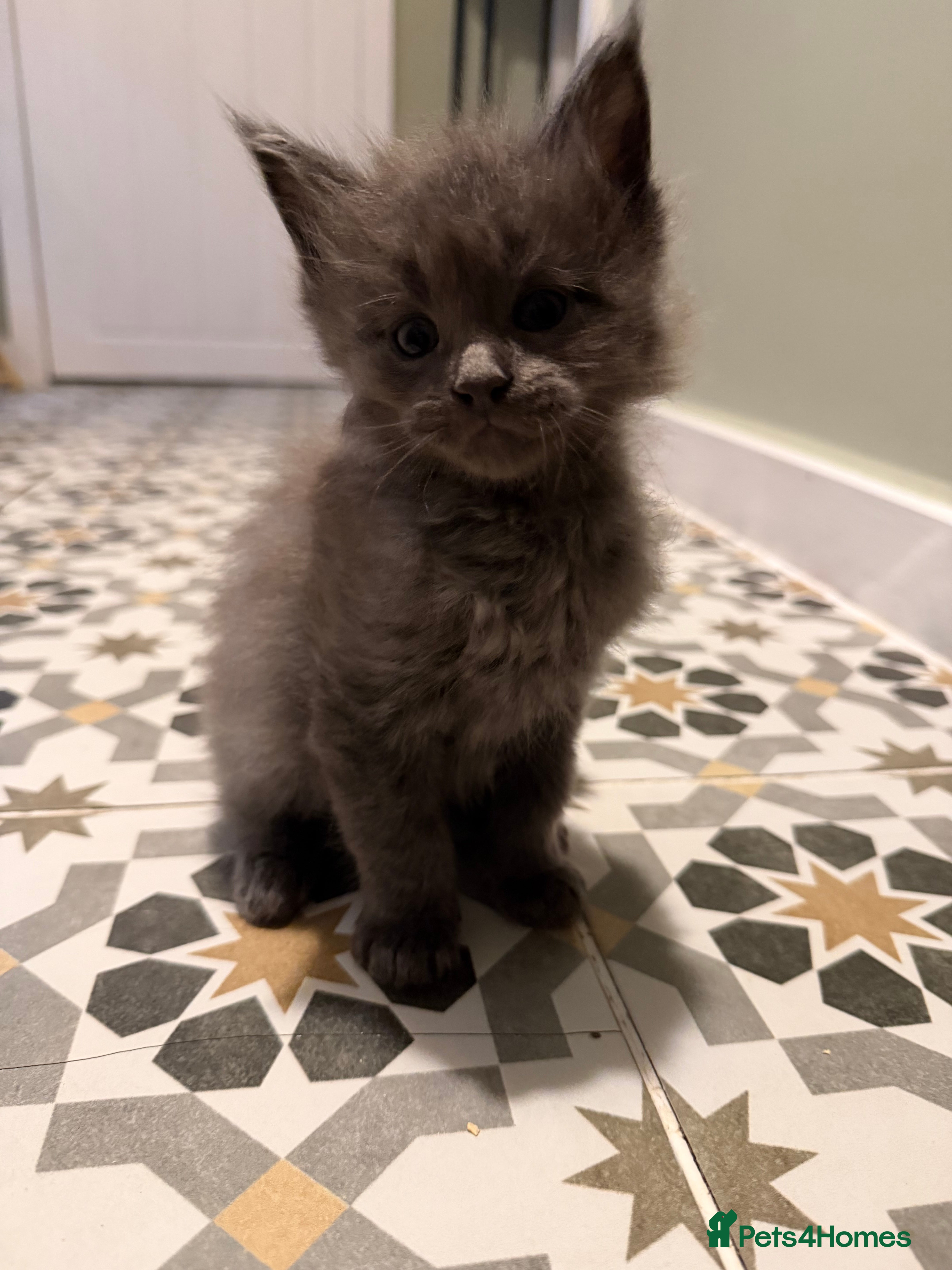 Maine Coon cats Fluffy maine coon kittens  - Advert 13