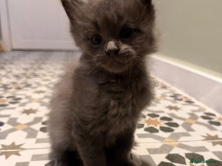 Maine Coon cats Fluffy maine coon kittens - Advert 13