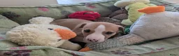 Whippet dogs for sale: Top Quality Whippet Puppies Ready to Reserve in Doncaster - Advert 6
