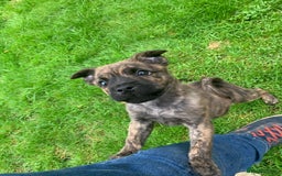 Mixed Breed dogs for sale: Mixed breed foster pup - Image 3
