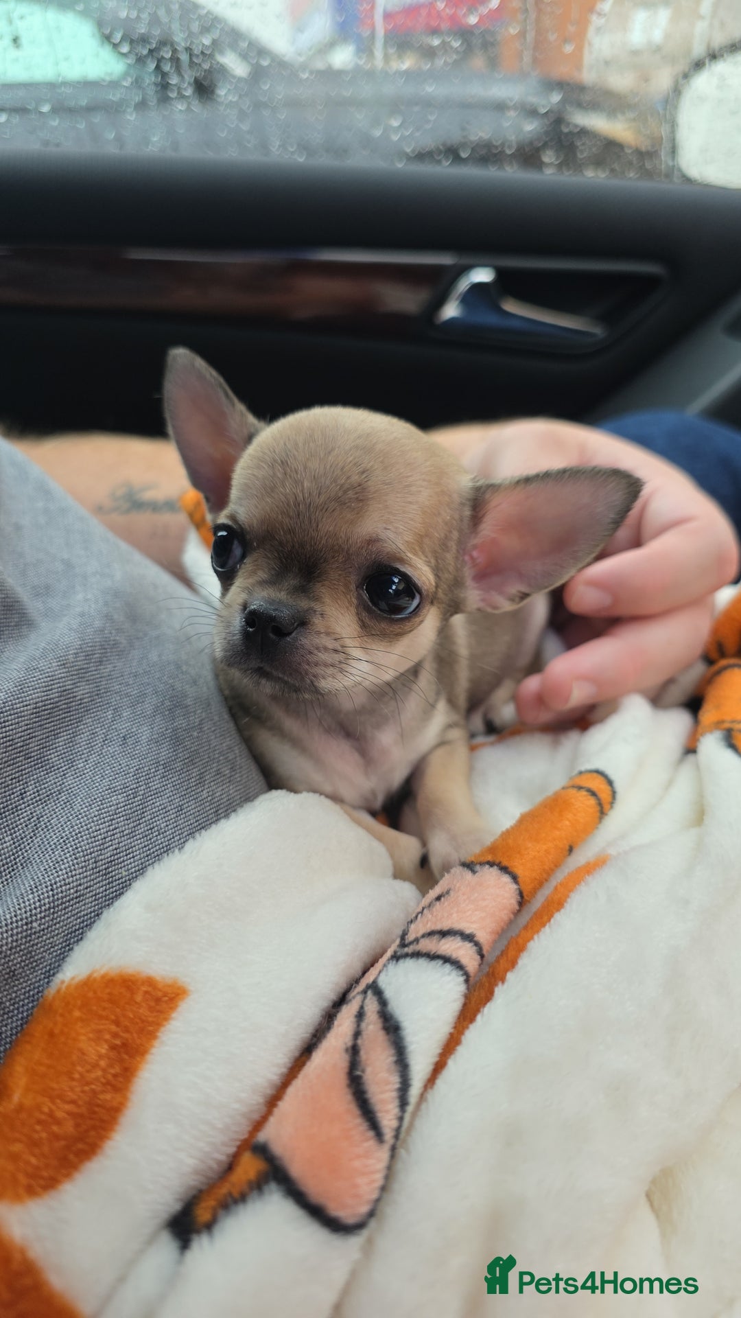 Chihuahua dogs for sale: 🌟 KC Registered 🌟 Smooth Sable Chiuahua 🐕 - Advert 21
