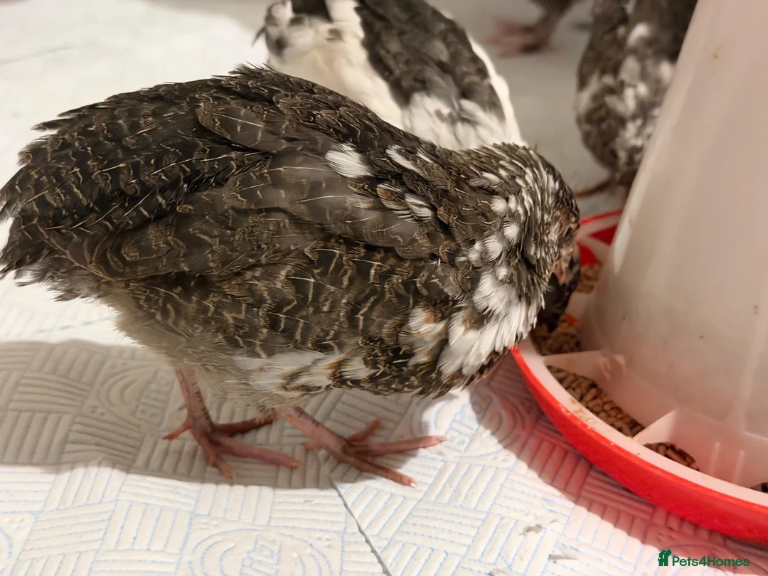 Quail poultry for sale: 6 Japanese Coturnix Quail x6 (2 Males & 4 Females) - Advert 1