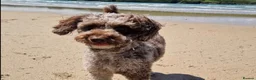 Bordoodle dogs for sale: F1b Bordoodle extensive genetic test clear - Advert 10
