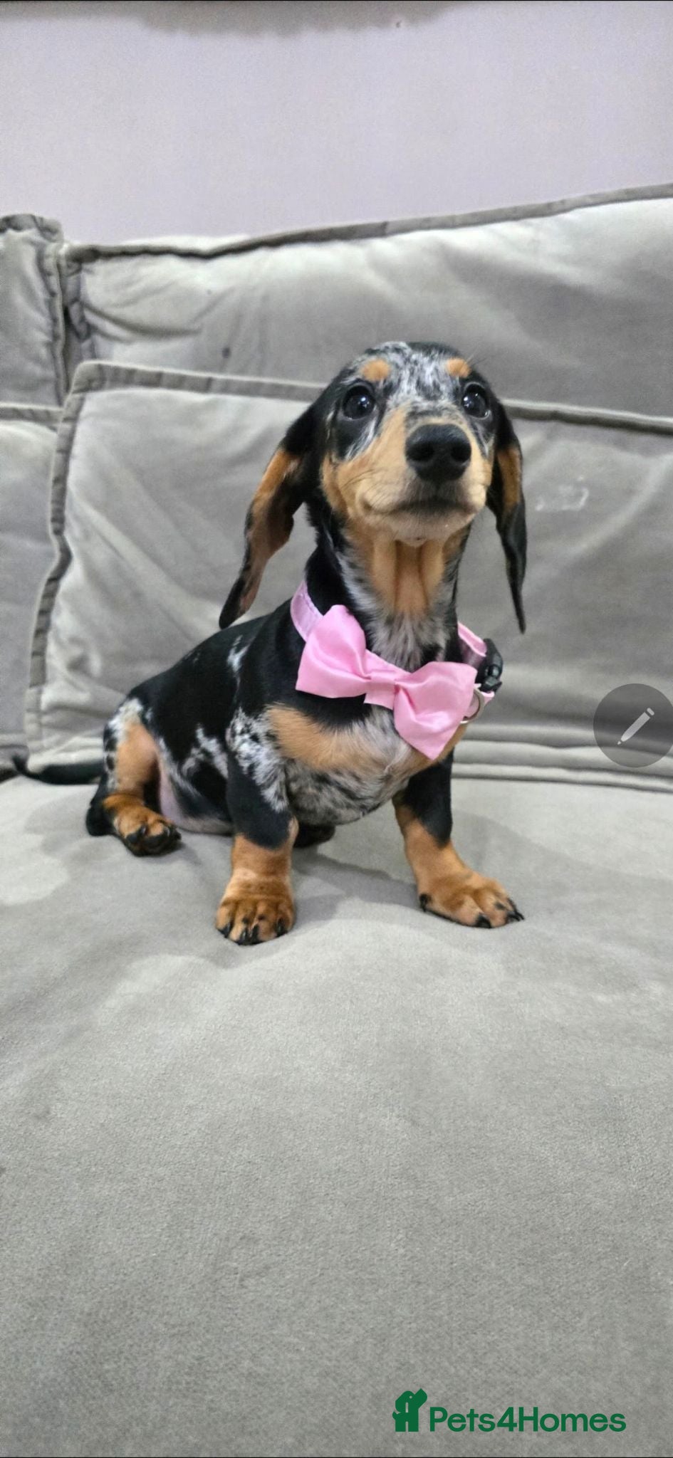 Miniature Dachshund dogs Black and silver Dapple Girl - Advert 1