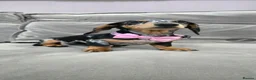 Miniature Dachshund dogs for sale: Black and silver Dapple Girl - Advert 1