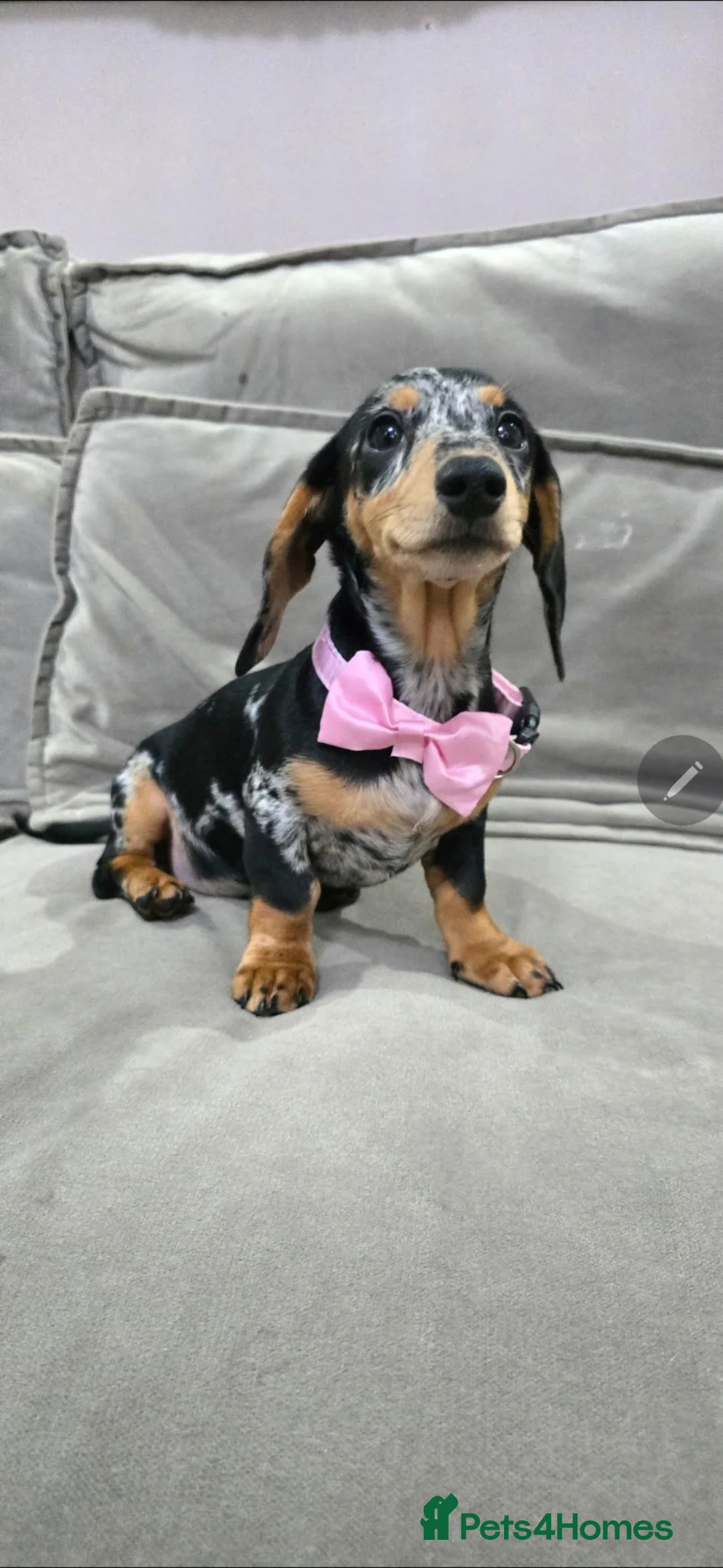 Miniature Dachshund dogs for sale: Black and silver Dapple Girl - Advert 1