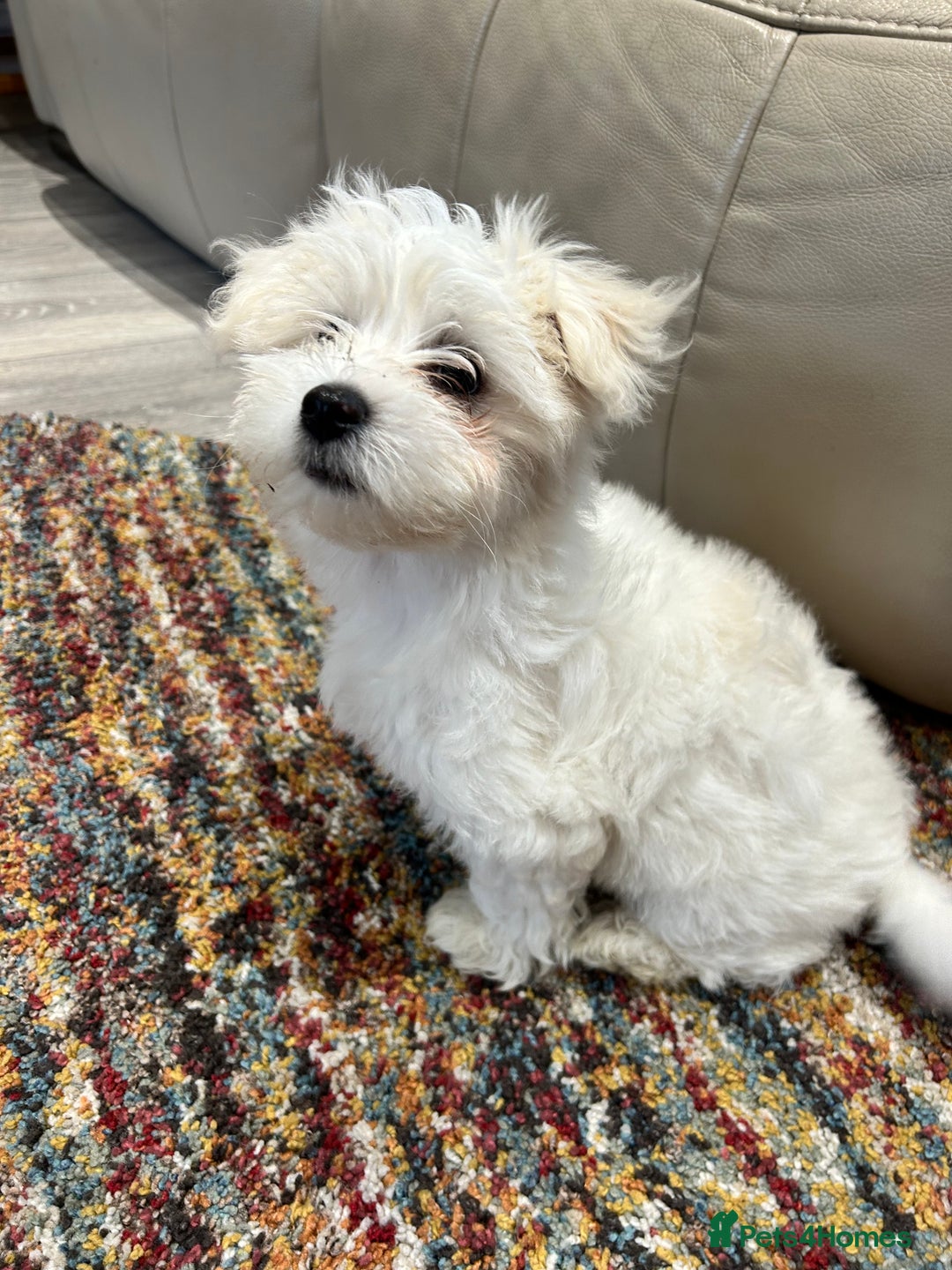 Bichon Frise dogs for sale: Two beautiful Bichon frise pups  - Image 6