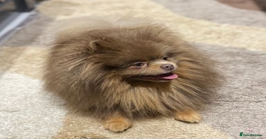 Pomeranian dogs - Advert 2