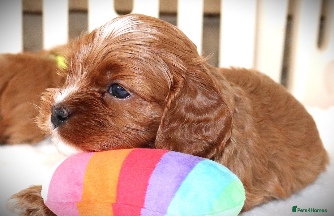 Cavapoo dogs for sale: Rare Miniature F1 Cavapoo Quality Puppies - Image 11