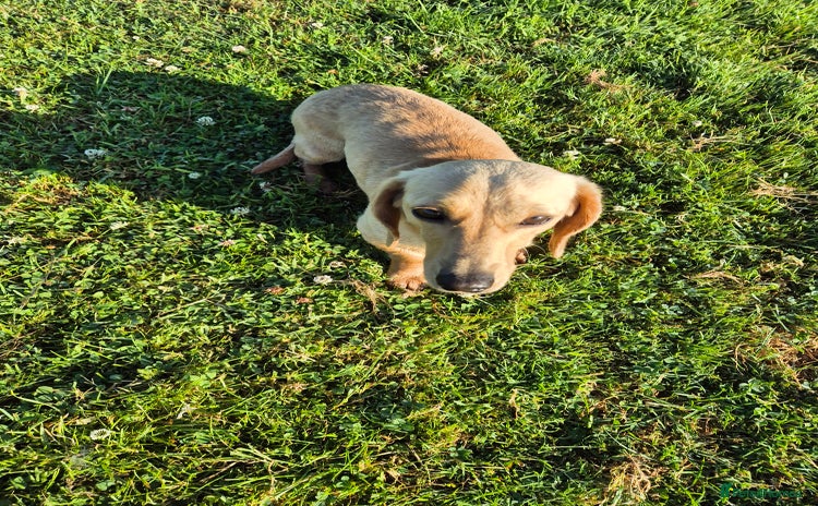 Miniature Dachshund dogs for stud in Launceston - Advert 2