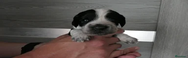 Cocker Spaniel Puppy 4