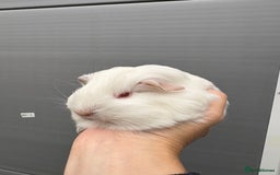 Guinea Pig rodents for sale: Lovely piggies, sheltie, Rex and Peruvian  - Image 19