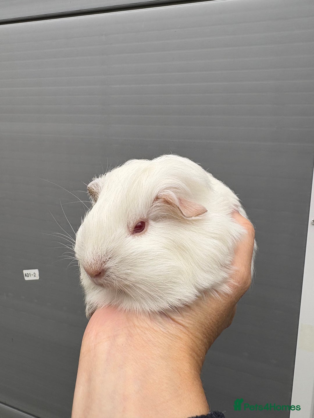 Guinea Pig rodents for sale: Lovely piggies, sheltie, Rex and Peruvian  - Image 19