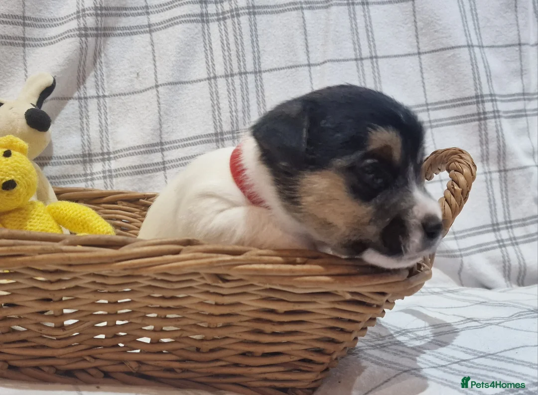 Jack Russell dogs for sale: Stunning Jack Russells, DNA health tested parents - Advert 21