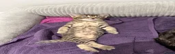 British Shorthair cats for sale: British shorthair Kittens - Advert 10