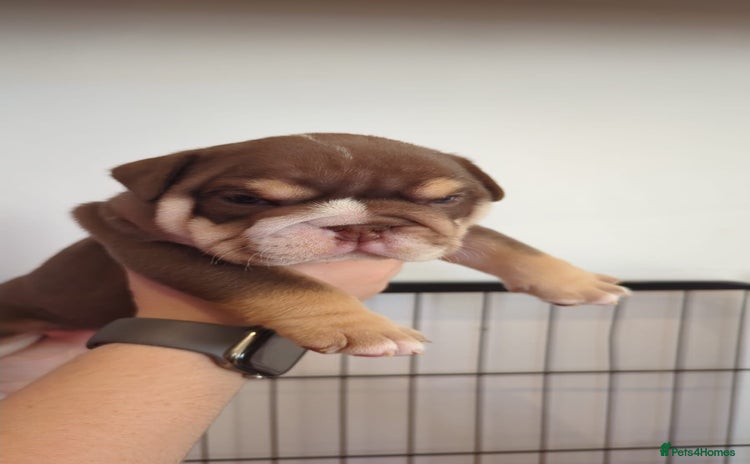 English Bulldog dogs - Advert 5