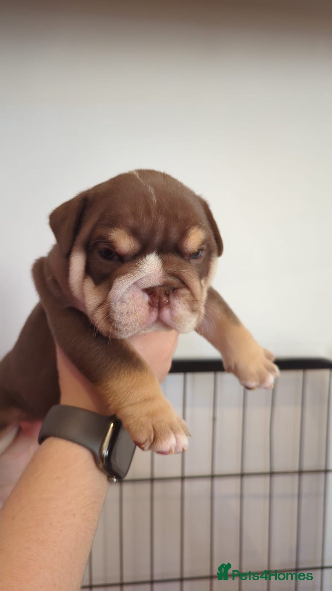 English Bulldog dogs for sale: Chunky English Bulldog Puppies  - Image 1