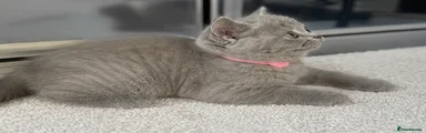 British Shorthair Kitten 2