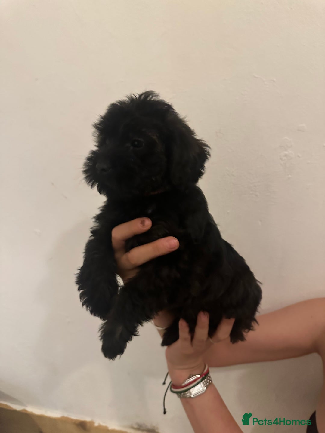 Yorkiepoo dogs for sale: 5 Beautiful F1 Yorkiepoo’s - Image 25