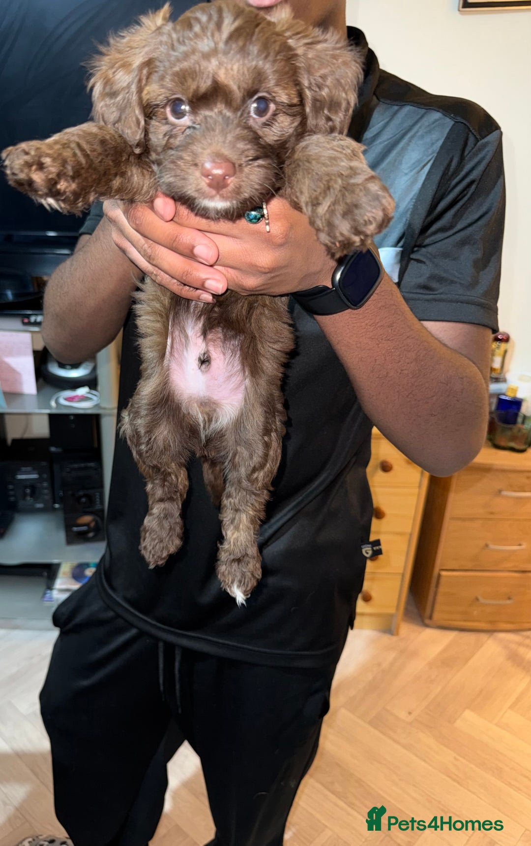 Mixed Breed dogs for sale: Cockapoo Mix Puppies - Advert 16