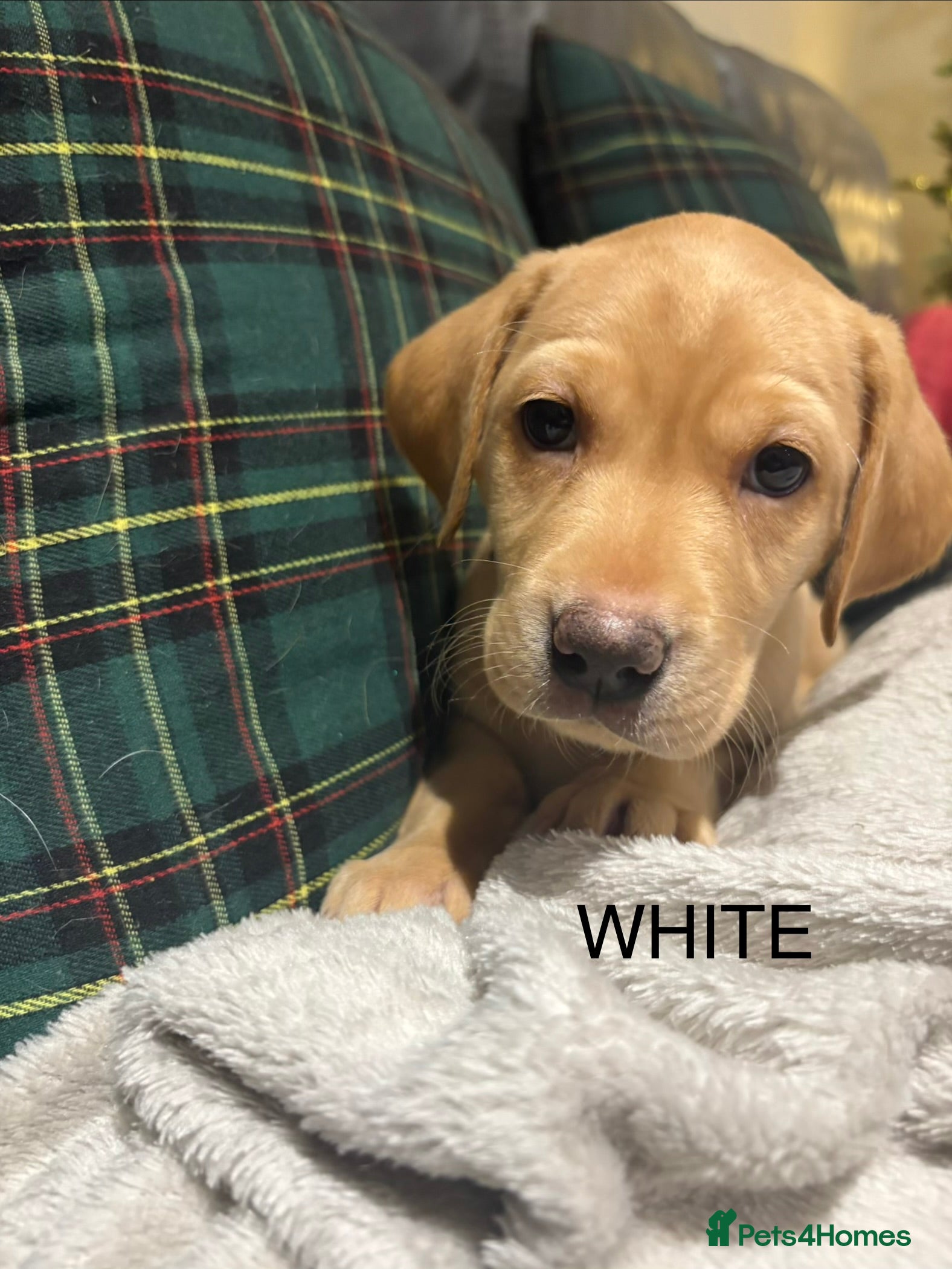 Labrador Retriever dogs KC Labrador puppies yellow / Red  - Advert 2