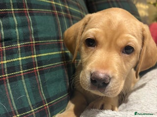 Labrador Retriever dogs KC Labrador puppies yellow / Red - Advert 17