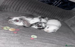 Mini Lop rabbits for sale: Mini lop rabbits - Image 4